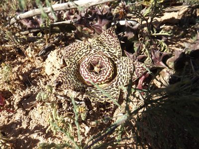 Orbea namaquensis, photographed by James Deacon