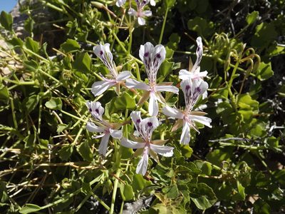 Pelargonium spinosum, photographed by James Deacon