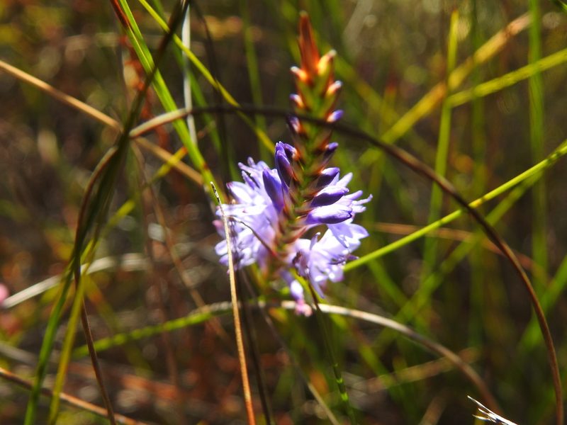 Micranthus filifolius, photographed by Matthew Fainman
