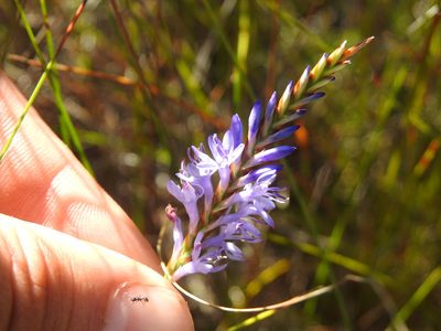 Micranthus filifolius, photographed by Matthew Fainman
