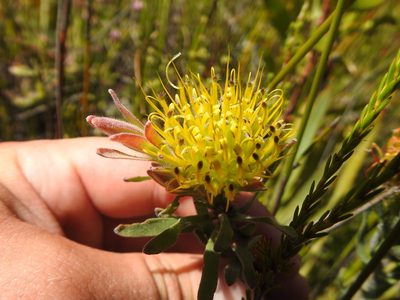 Leucospermum gracile, photographed by Matthew Fainman