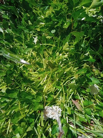 Trachymene humilis, photographed by Nina Kerr