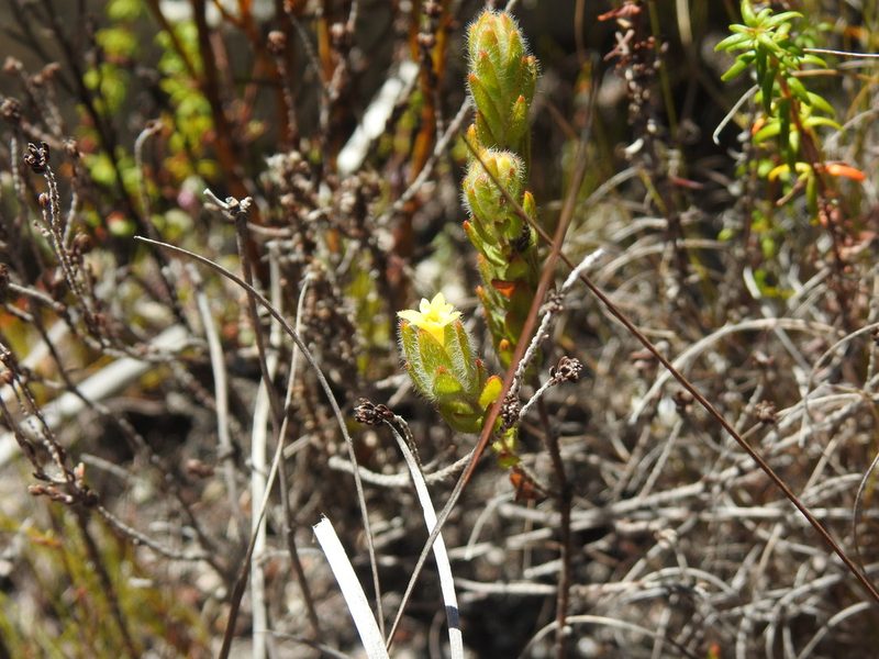 Gnidia sonderiana, photographed by Matthew Fainman