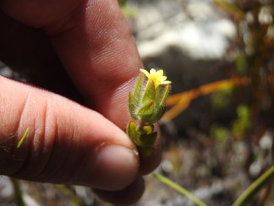 Gnidia sonderiana, photographed by Matthew Fainman