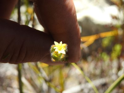 Gnidia sonderiana, photographed by Matthew Fainman