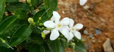 Wrightia antidysenterica, photographed by Ong Jyh Seng