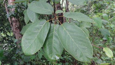 Sterculia guttata, photographed by Siddarth Machado