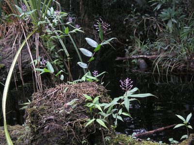 Globba bokorensis, photographed by Oleg Kosterin