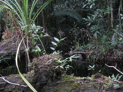 Globba bokorensis, photographed by Oleg Kosterin