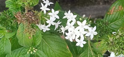 Pentas lanceolata, photographed by Ong Jyh Seng