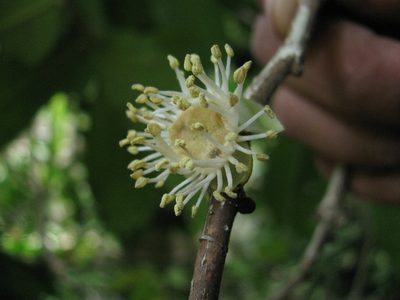 Drypetes oblongifolia, photographed by Siddarth Machado