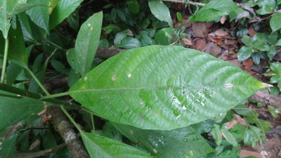 Dendrocnide sinuata, photographed by Siddarth Machado