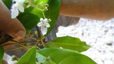 Vitex leucoxylon, photographed by Siddarth Machado