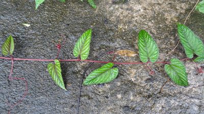 Cissus discolor, photographed by Siddarth Machado