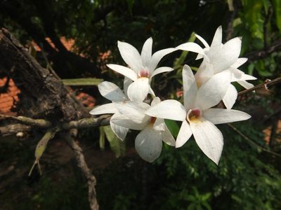 Dendrobium barbatulum, photographed by Siddarth Machado