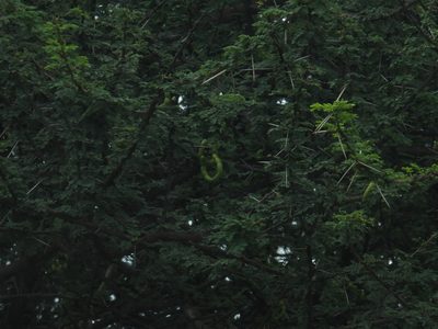 Vachellia planifrons, photographed by Siddarth Machado