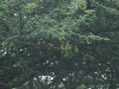 Vachellia planifrons, photographed by Siddarth Machado