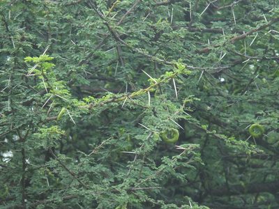Vachellia planifrons, photographed by Siddarth Machado