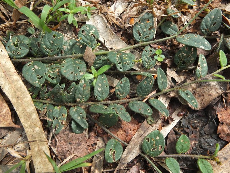 Crotalaria evolvuloides, photographed by Siddarth Machado