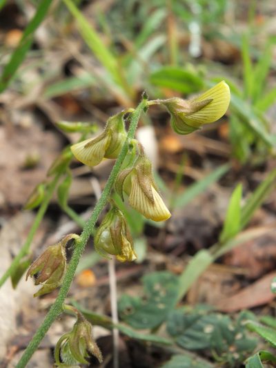 Crotalaria evolvuloides, photographed by Siddarth Machado