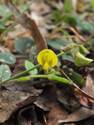 Crotalaria evolvuloides, photographed by Siddarth Machado