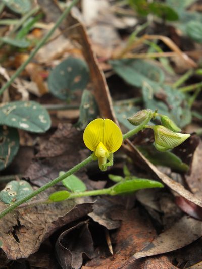 Crotalaria evolvuloides, photographed by Siddarth Machado