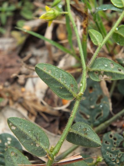 Crotalaria evolvuloides, photographed by Siddarth Machado