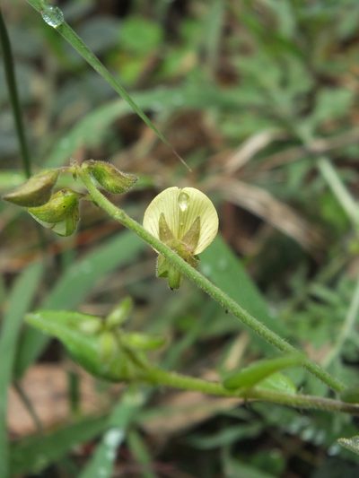 Crotalaria evolvuloides, photographed by Siddarth Machado
