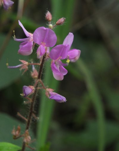 Uraria rufescens, photographed by Siddarth Machado
