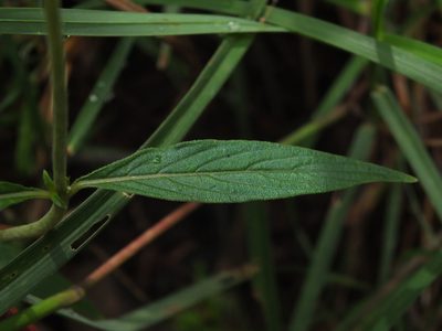 Knoxia sumatrensis, photographed by Siddarth Machado
