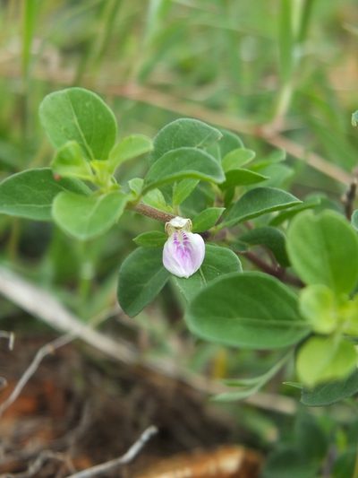 Justicia tranquebariensis, photographed by Siddarth Machado