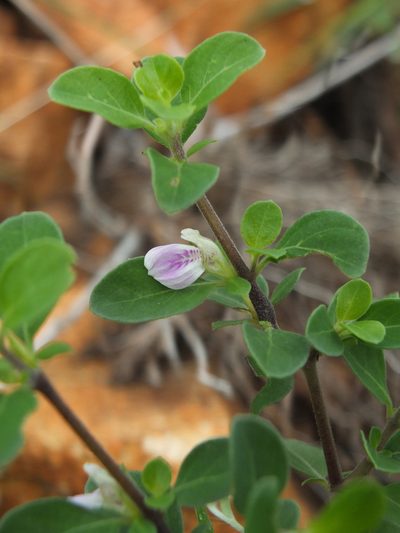 Justicia tranquebariensis, photographed by Siddarth Machado