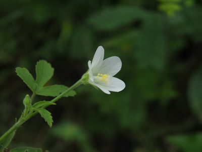 Hibiscus lobatus, photographed by Siddarth Machado
