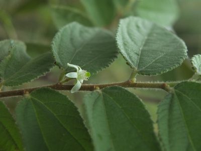 Grewia hirsuta, photographed by Siddarth Machado