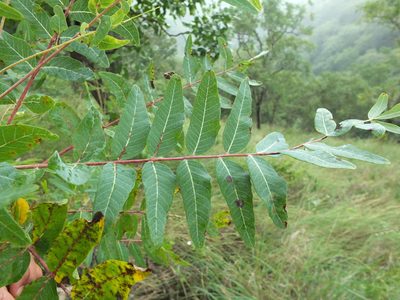 Boswellia serrata, photographed by Siddarth Machado