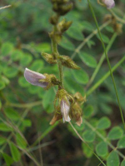 Tephrosia villosa, photographed by Siddarth Machado