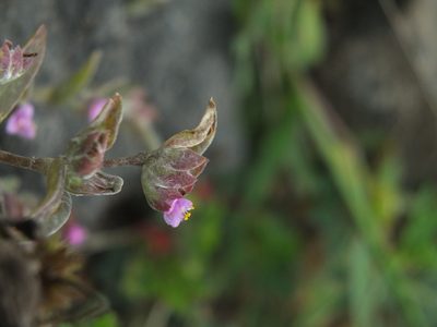 Cyanotis fasciculata, photographed by Siddarth Machado