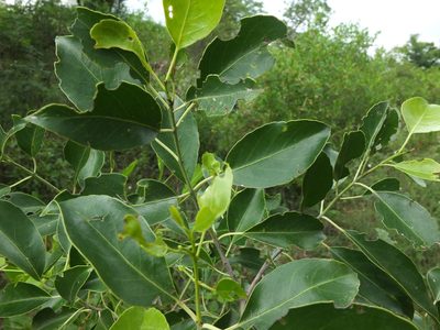 Elaeodendron glaucum, photographed by Siddarth Machado