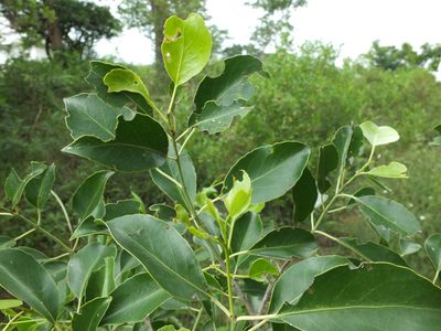 Elaeodendron glaucum, photographed by Siddarth Machado