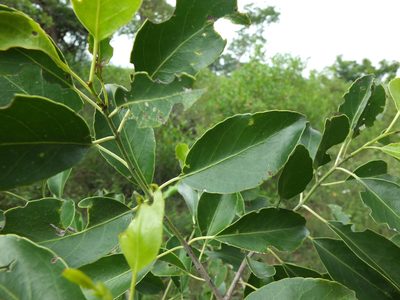 Elaeodendron glaucum, photographed by Siddarth Machado