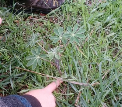 Lupinus pilosus, photographed by Even Dankowicz