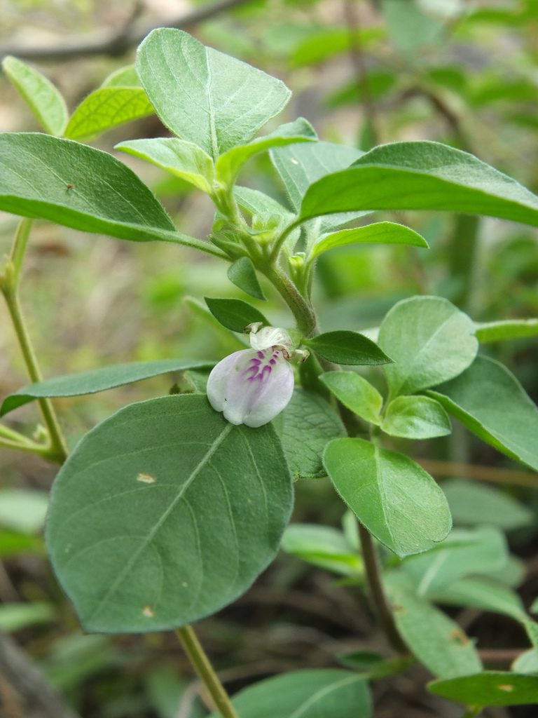 Justicia tranquebariensis, photographed by Siddarth Machado