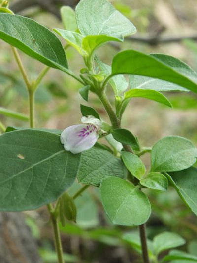 Justicia tranquebariensis, photographed by Siddarth Machado