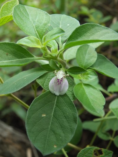 Justicia tranquebariensis, photographed by Siddarth Machado