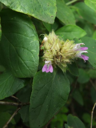 Lepidagathis scariosa, photographed by Siddarth Machado