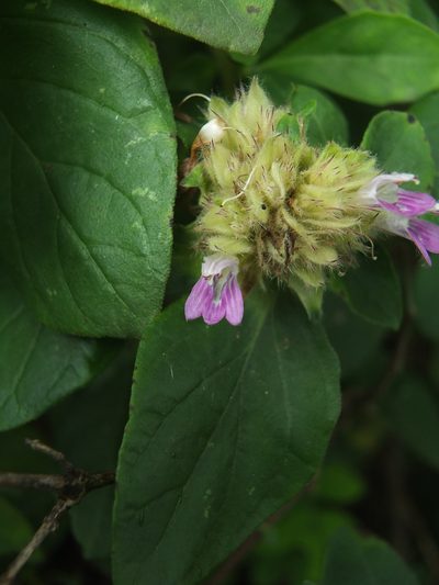 Lepidagathis scariosa, photographed by Siddarth Machado