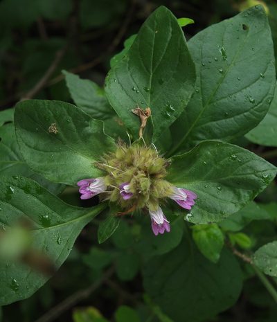 Lepidagathis scariosa, photographed by Siddarth Machado