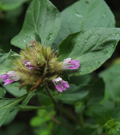 Lepidagathis scariosa, photographed by Siddarth Machado