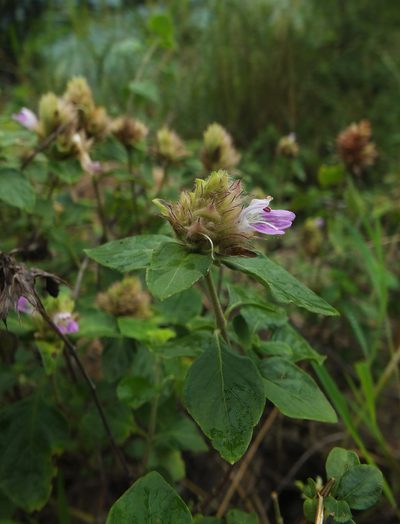 Lepidagathis scariosa, photographed by Siddarth Machado