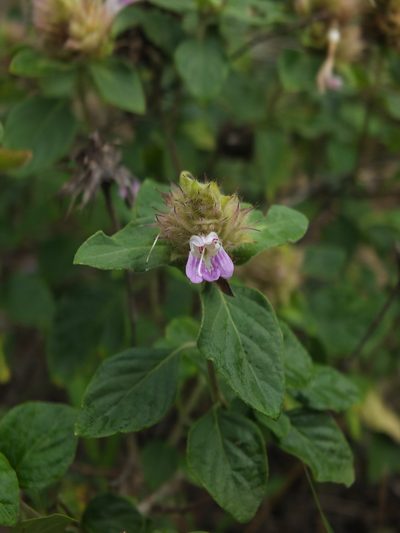 Lepidagathis scariosa, photographed by Siddarth Machado